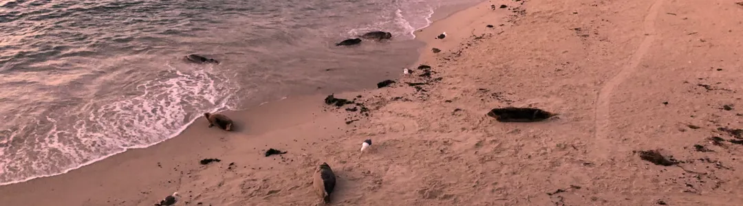 San Diego Seals