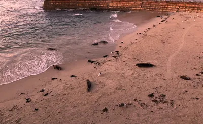 San Diego Seals